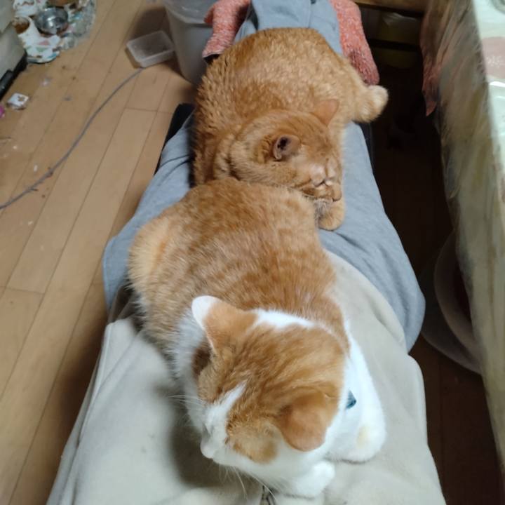 5ed546f8 52aa 4733 873f 7a7c5eecd86e 1738046798874