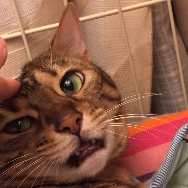 5ed5b97e d6e9 402c 9a6a a0d0201a9295 1528068746259