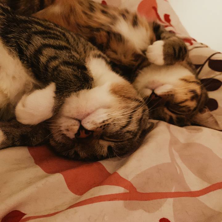 5ed647d8 04a0 4af7 949c 5d18bef88acd 1548123315359