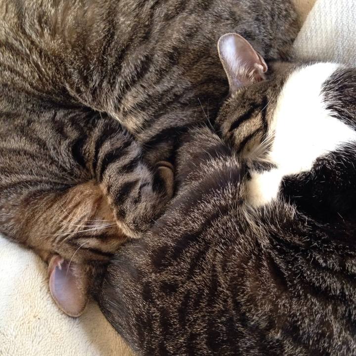 5ed7c004 58ee 480d 9e18 b5cc837597e9 1509536730560