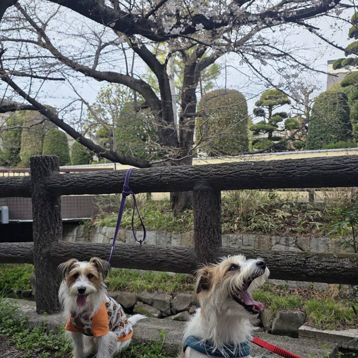 5edc54dc 2add 499c 8d6d df0f79d2f176 1773822467159