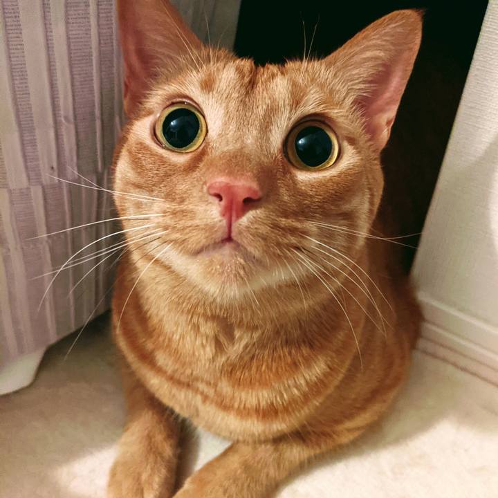 5ee11f1d 8d38 409e ad55 9eb8dce285b8 1618976968288