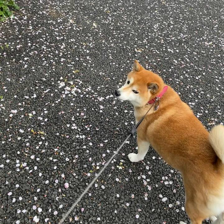 5ee4654c f402 4c85 8a36 d03214038316 1616422499682