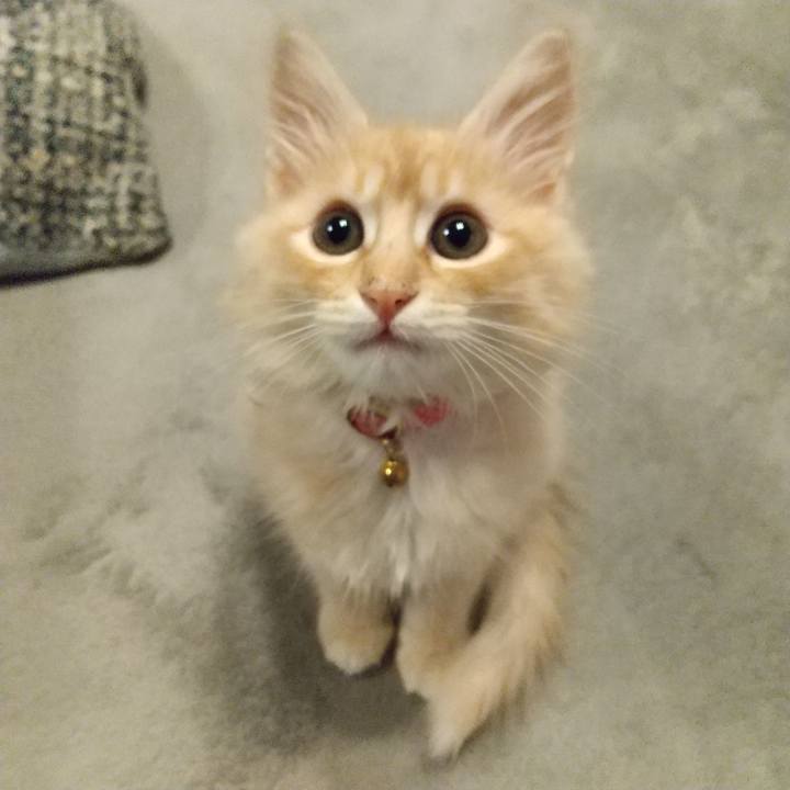 5ee6d99b d4fa 4c86 a9c6 e59a2fc484d4 1604870662030