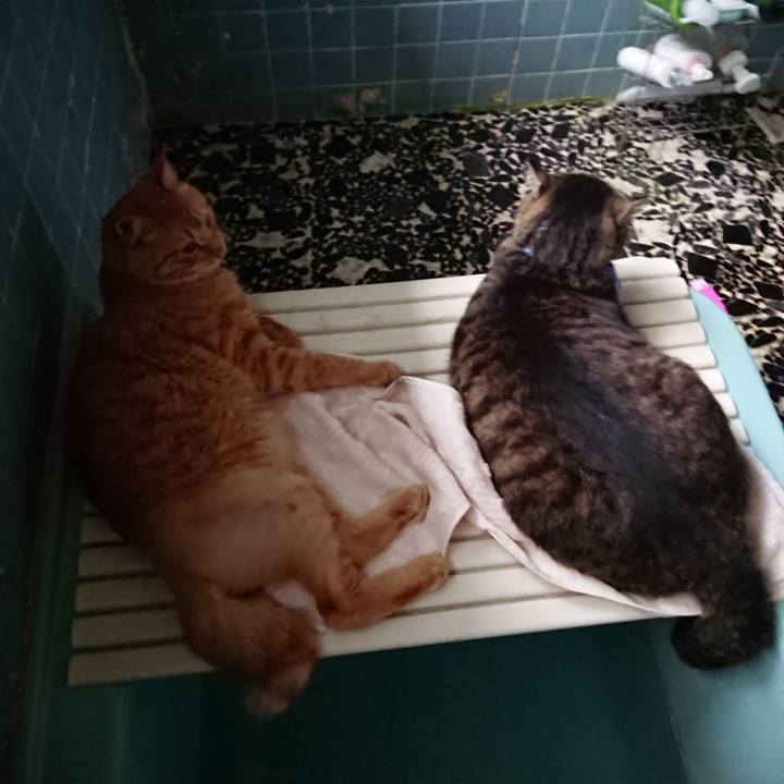 5ee7ec90 60fd 40c7 a616 d6368c0dd3b7 1657618988392