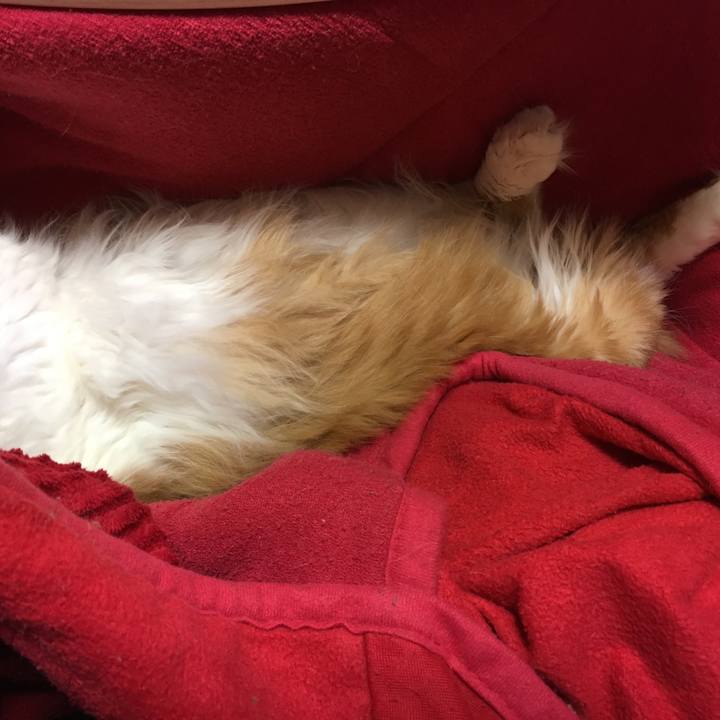 5ee91466 4bca 4a8a 8a64 3a6d646bc55f 1544709570748