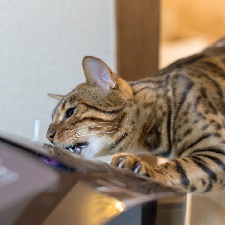 5eec6bb1 f7b2 441d 8ff5 19dec103f7fc 1520862007105