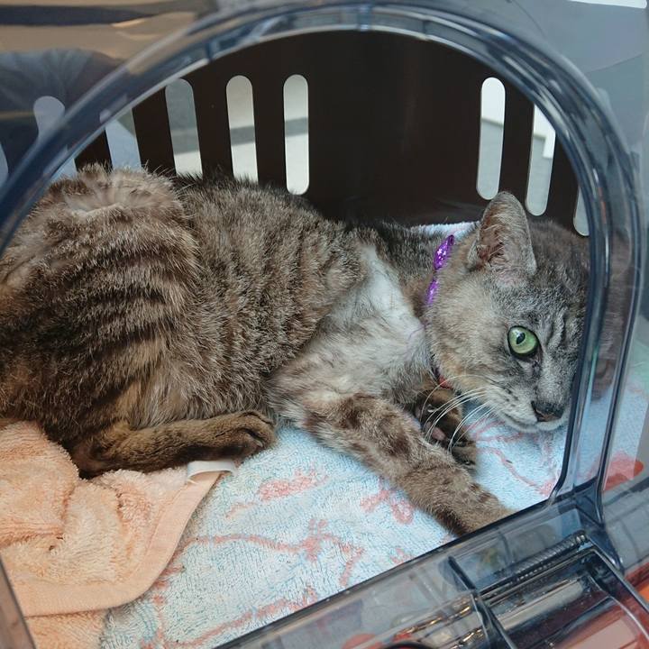 5eee0b94 f816 4482 acf7 4258de891538 1597453843549