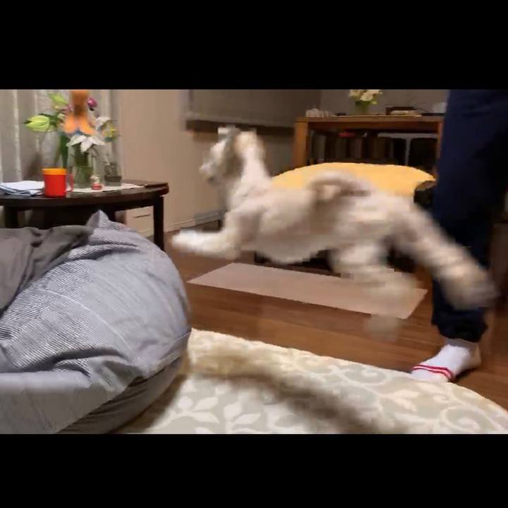 5ef40595 1fb0 4c58 b83b bfe0f85700dd 1576362761514