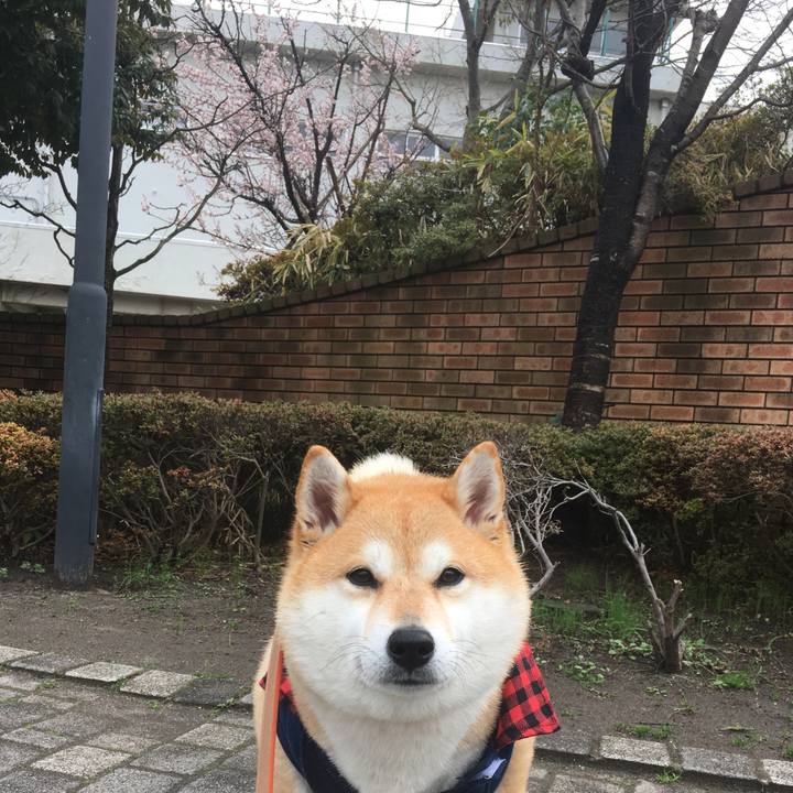 5ef5ce25 c065 4fa6 ac29 025729cdce1b 1551938263543