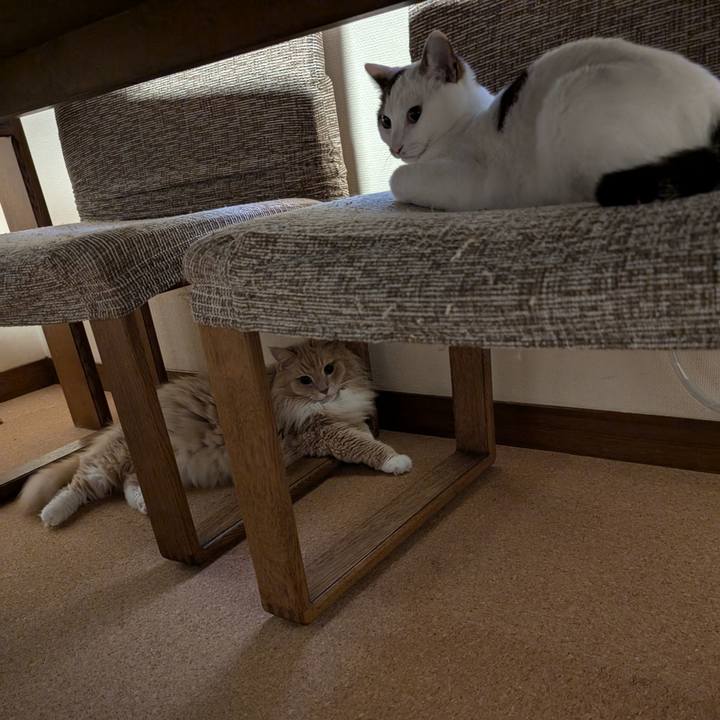 5efc03e8 8862 44d1 8f42 f000bc5f343c 1723643590457