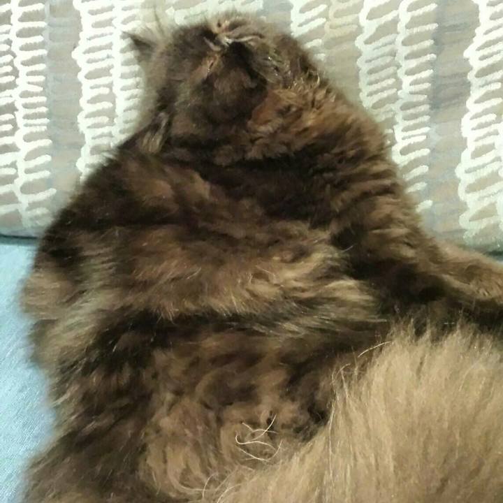 5efd5f07 658e 468a ba4b 5ff4885579c2 1509789235339