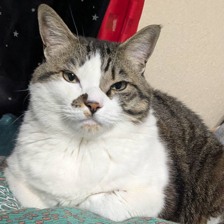 5efdb620 d4ca 4574 901e 55043a679949 1771720326246