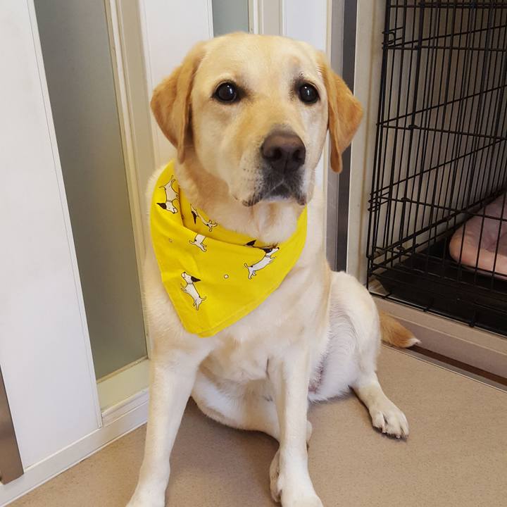 5efe21ec f907 4c17 bd2c 3b6c78b843b3 1565229386448