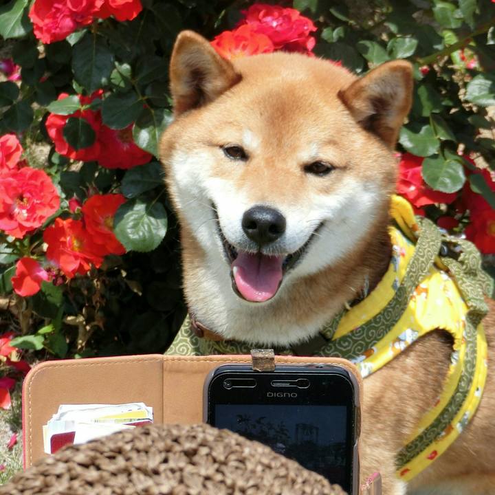 5eff1a1c 62f5 4a72 a5a1 2635659c3de4 1527424067377