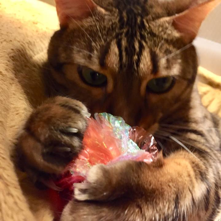 5f008ce0 3fc1 4e1c 890e 09a3129ce4c5 1529626037668