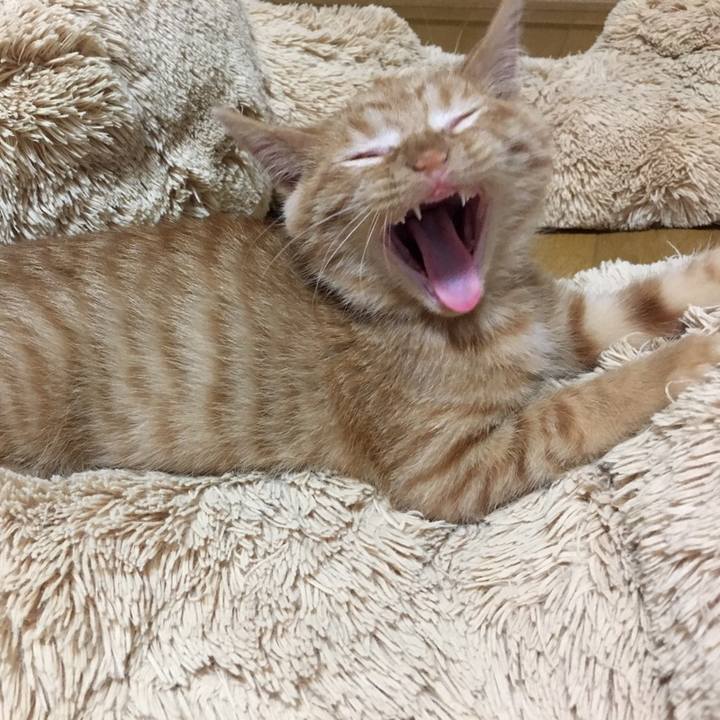 5f0277ef 12f2 47a2 83e8 21418cf02023 1510580756188