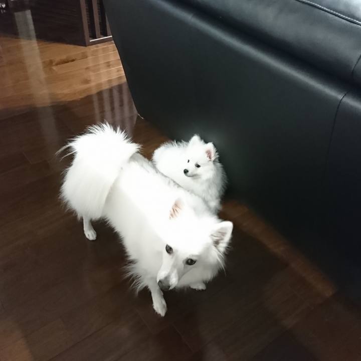 5f03007d 51bf 40cc 828b 3eab6e008a82 1546496949202