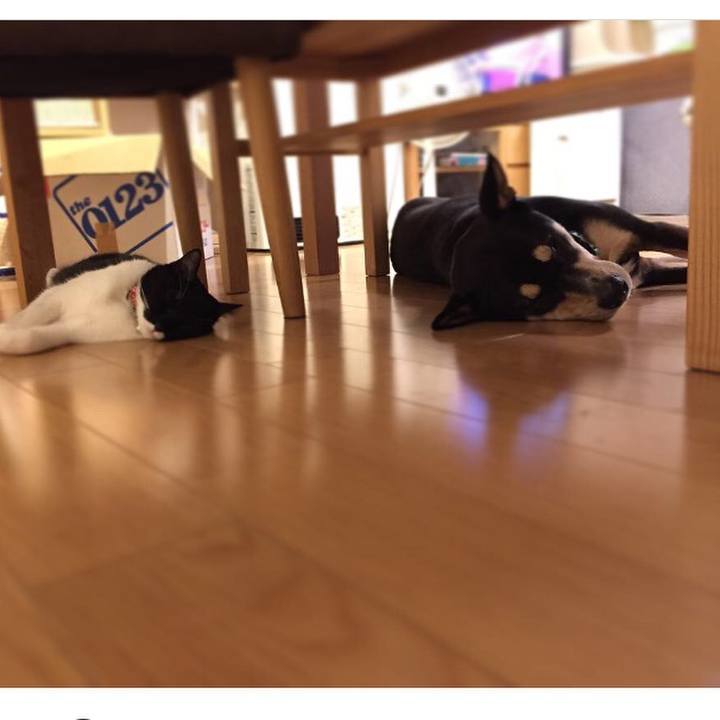 5f073e5a 8de0 4f1f bfea cca523c74489 1513859374259