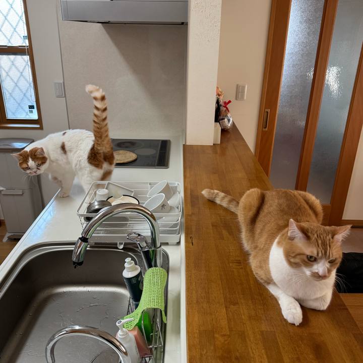 5f085c1e a22f 4a3f aae4 764ae5ca864a 1771118674275