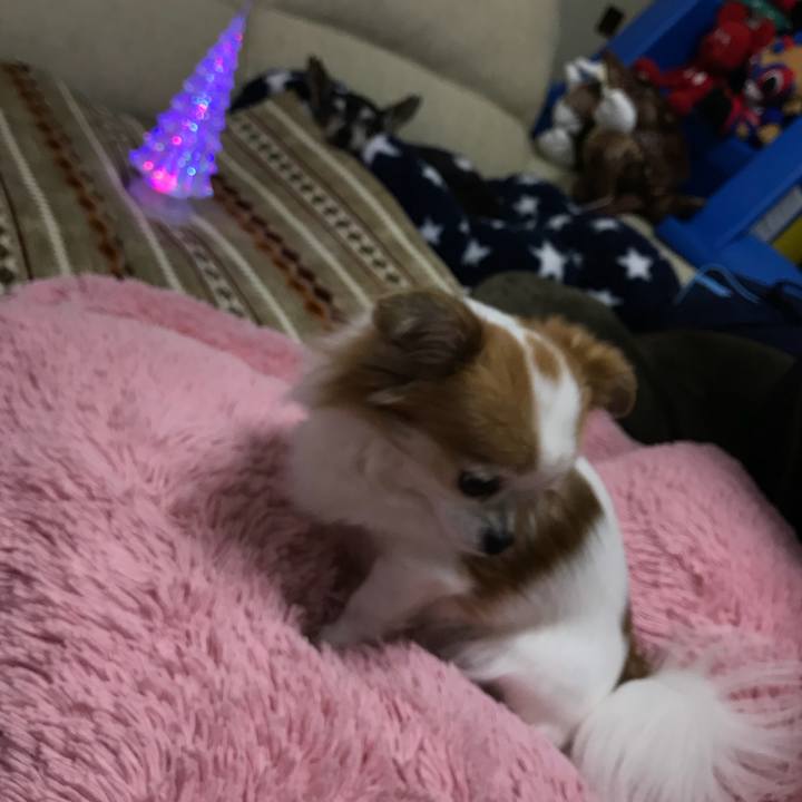 5f09c0f4 e631 4939 86d9 9bc2e7d03f26 1545656892114