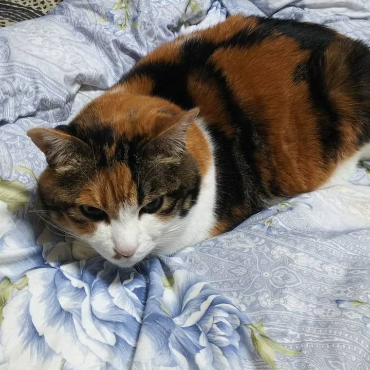 5f0b4b3c 86c8 4d55 8e6d cda5fc18e7e3 1544392177896