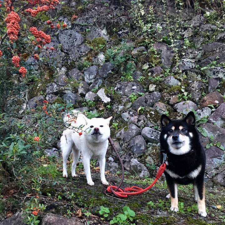 5f0d0e63 874a 4cb6 8f10 b0cbc7ad42a3 1572686880296