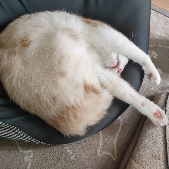 5f0d9fae 298d 4373 ae2f ec5c5398d88c 1680767450416