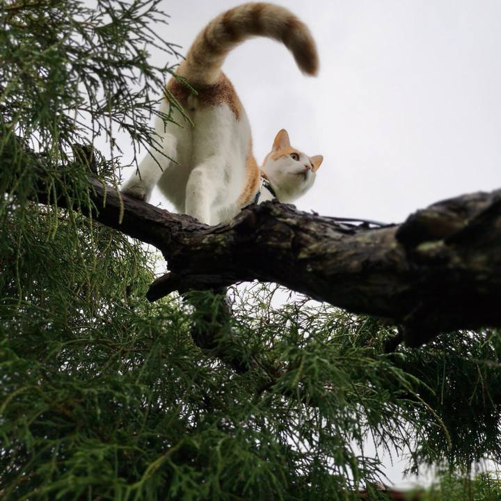 5f0f4ccb 16d8 400f a0c1 4884ad5336ba 1530877142692