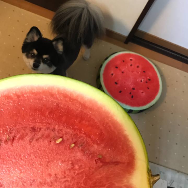 5f0fb6a0 0a90 444a b368 95777ae5a5bc 1533313903007