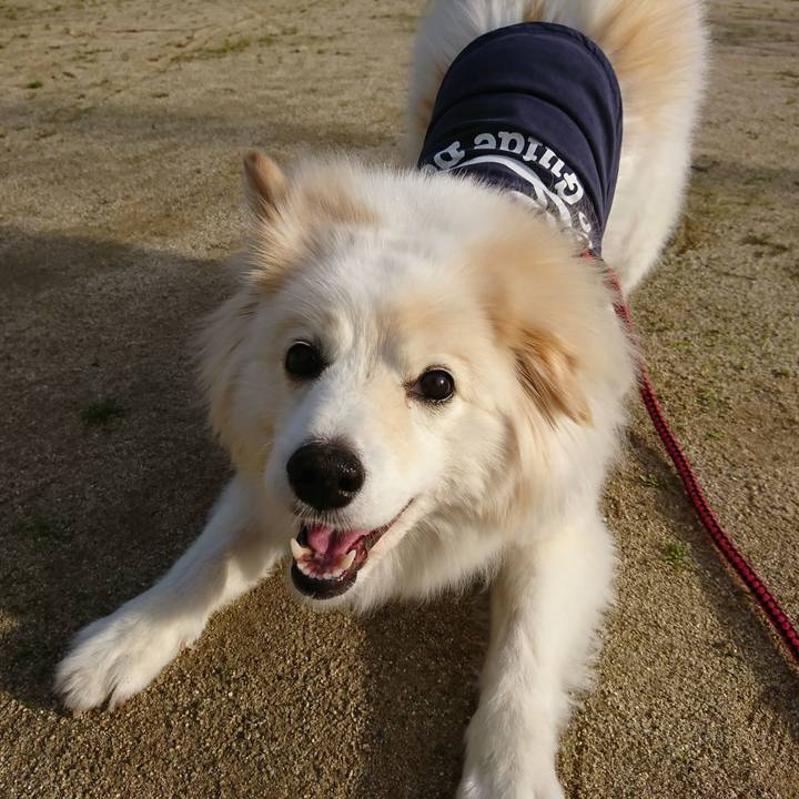 5f0fc7a9 1139 4da3 b33d b60c690d0823 1527284740925