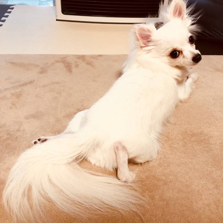 5f1284f4 97c2 445b 80ca f9e165199b7b 1522917308563