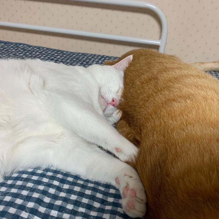 5f16bb9e 1878 4243 a359 0fd25c4a61ed 1565019925040