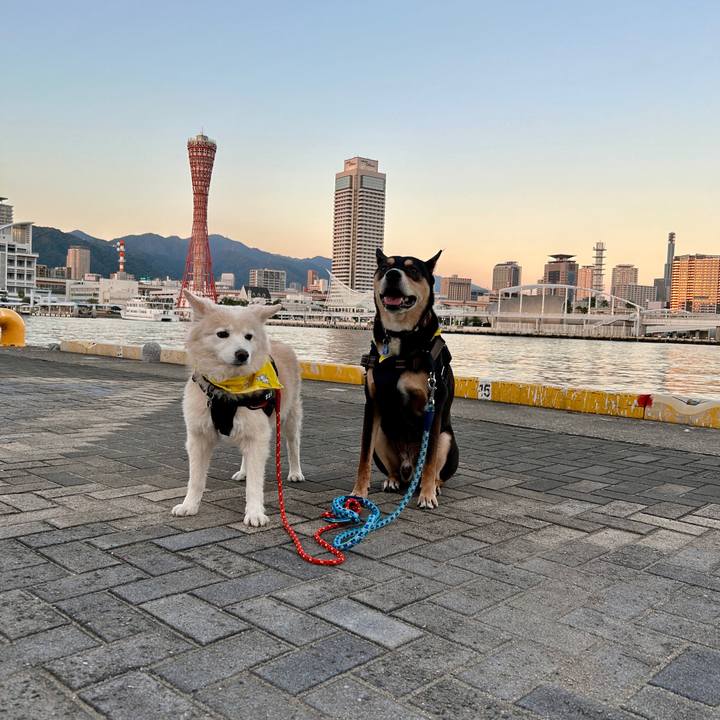 5f1885d5 1159 4a75 9845 12a7c3de6950 1731423311285