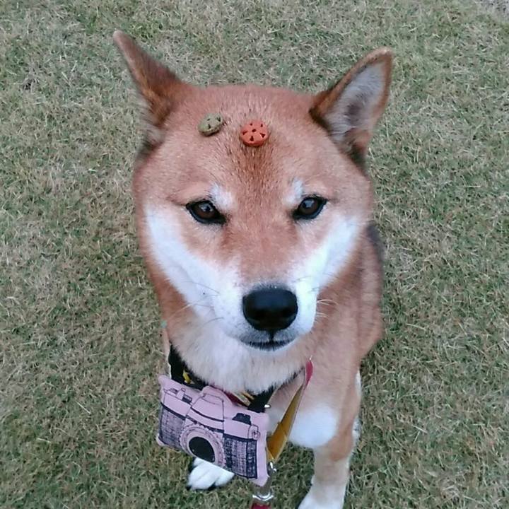 5f1fe0b5 22fb 4b9e b2a3 8f91448c0822 1541405320449