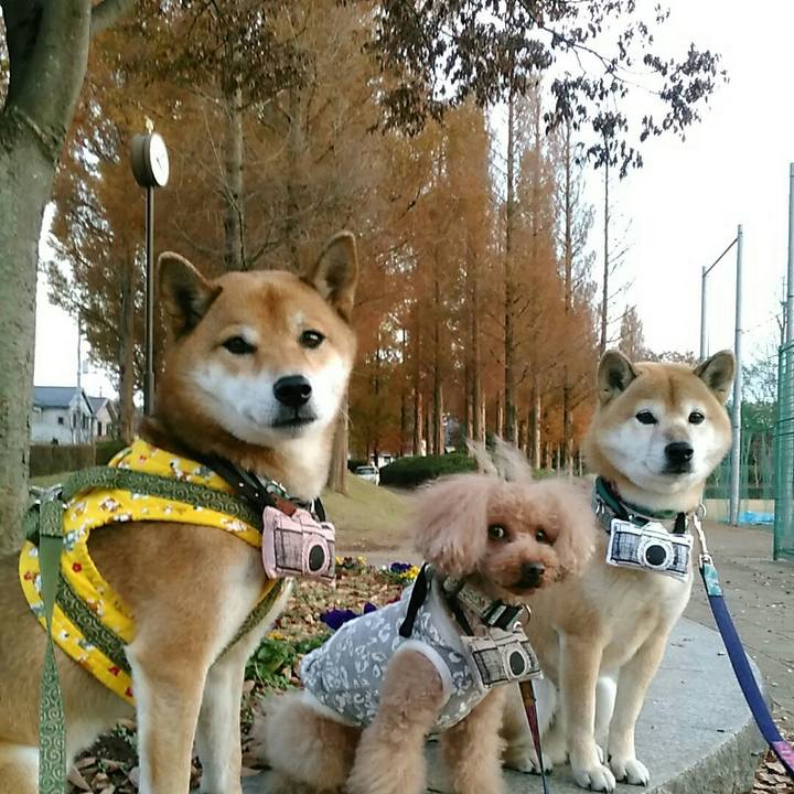 5f22ec09 3887 4c21 af27 3270690c8554 1542788179702