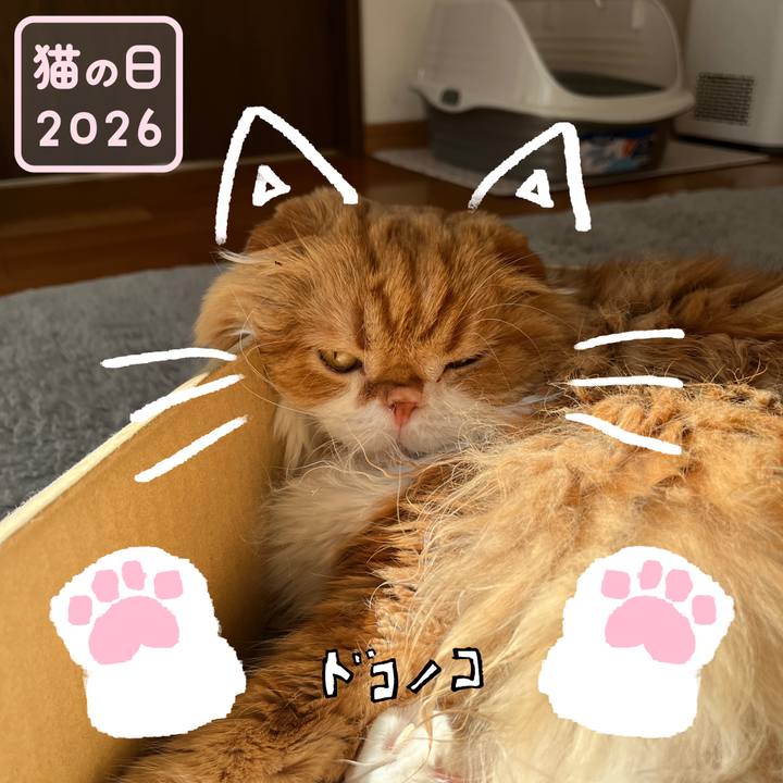 5f22f84b 2c3d 49d6 879f 1cd13e555ee7 1771729686611