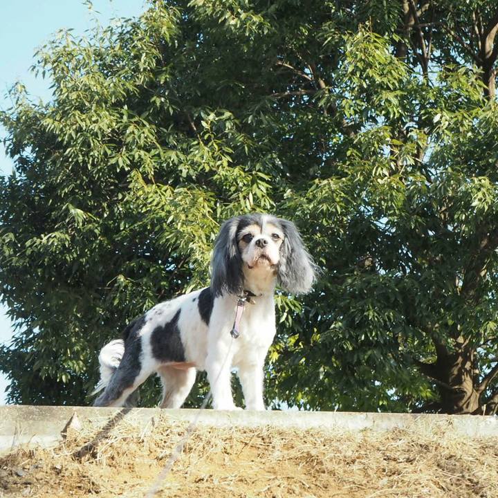 5f26ab1d 3851 4095 b225 907a41311121 1521272488134