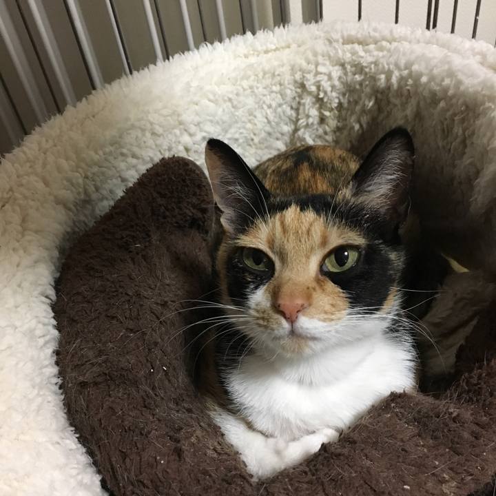 5f2be001 cc70 46fc 8760 08997f110231 1517606825806