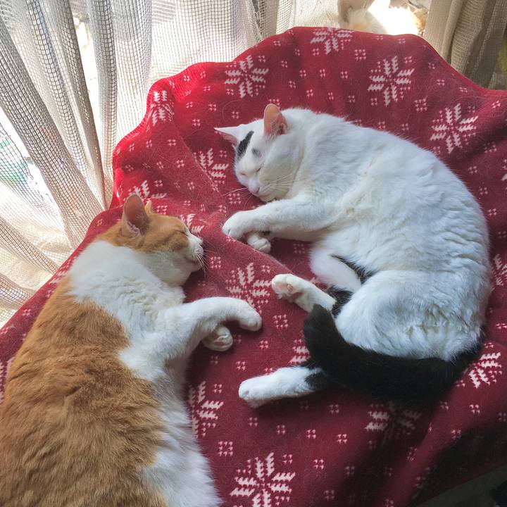 5f2f3c90 96c9 4c93 b323 0986172d9f94 1591083856725