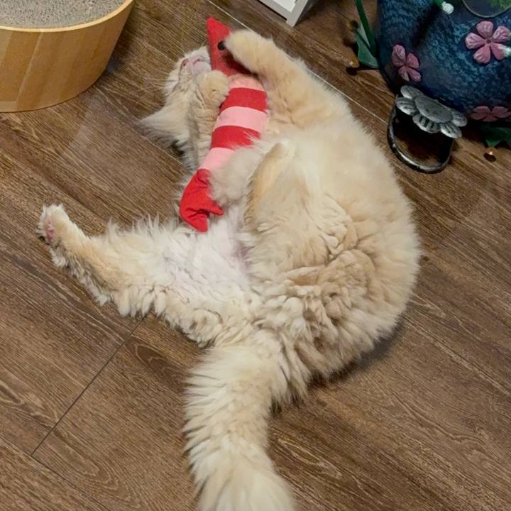 5f3004e3 4f97 4a1a b89d 6590ec45fbf6 1763260271669