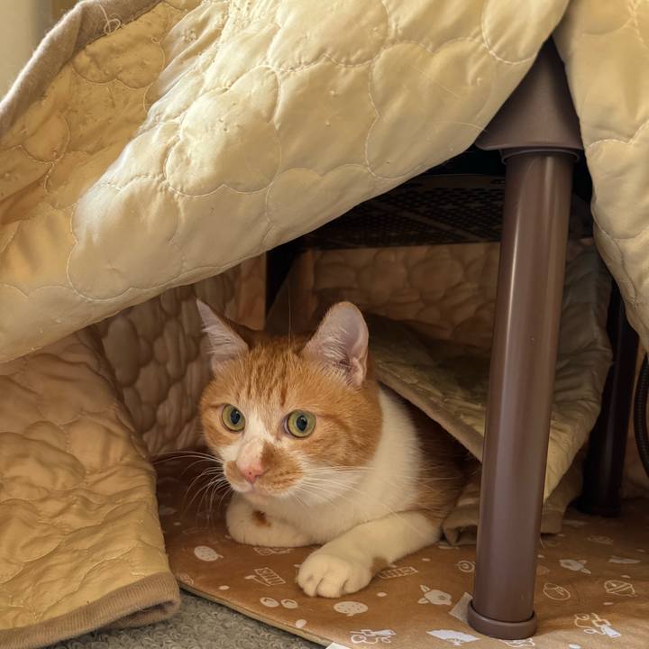 5f32c26a 5df8 4305 93dc d376b2d523d1 1769230325639