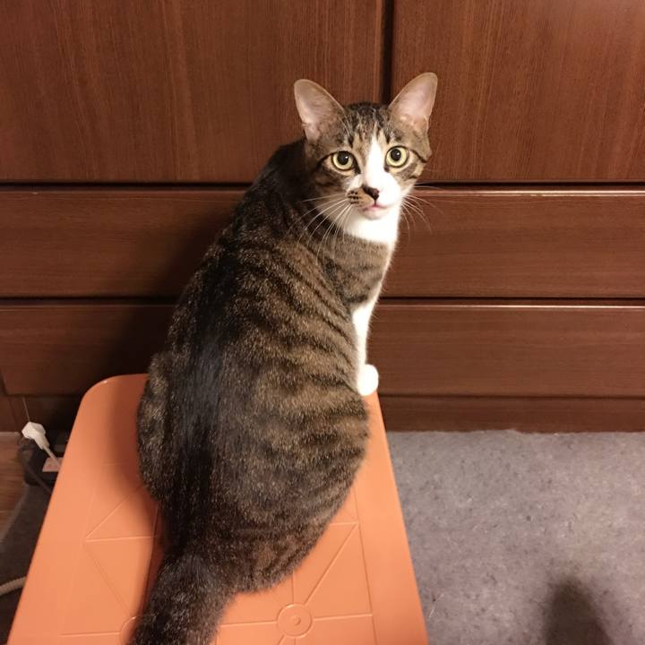 5f34b73e 071d 4daf ad25 febc368d118a 1534425698616