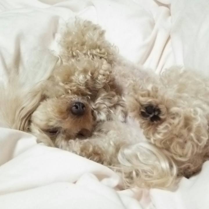 5f36555b 16ac 4fa0 97cc f54ea0af0ffe 1525266973686