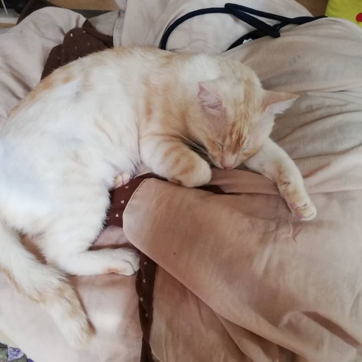 5f3a01b1 598a 462c 9023 9de85bb0ea77 1604211717262