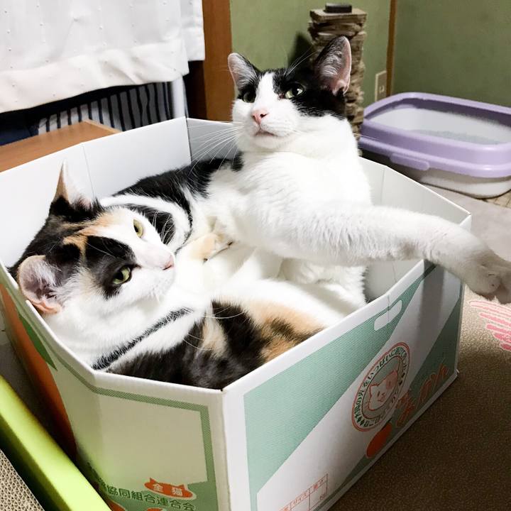 5f3c798b b8da 4d2c 836d 1ab1227b86d7 1533907312190