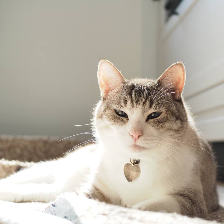 5f403947 53b2 4267 93d7 a594e4902706 1597274025359