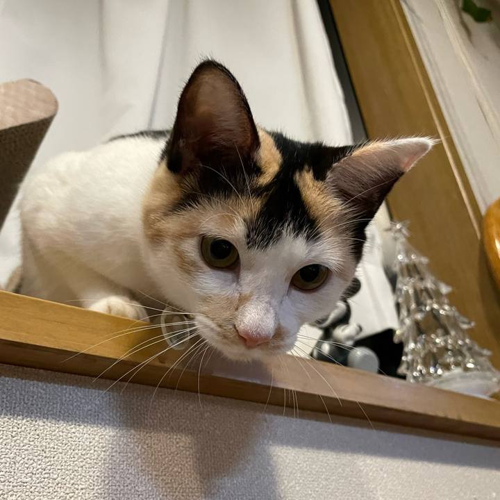 5f436dea 762a 44a9 a4a8 f0814a370005 1670923872960