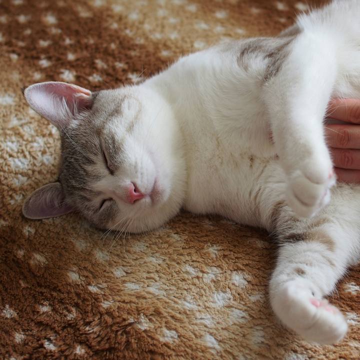 5f44693a f699 467a 8aff e6a08ae6a212 1531624514945