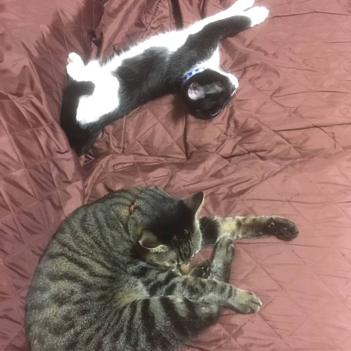 5f496c3a 7d00 4f51 b1fc 302de45182e3 1508569366167